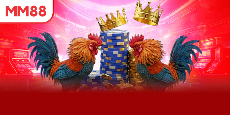 Những trận đấu đá gà online đặc sắc truyền hình trực tiếp