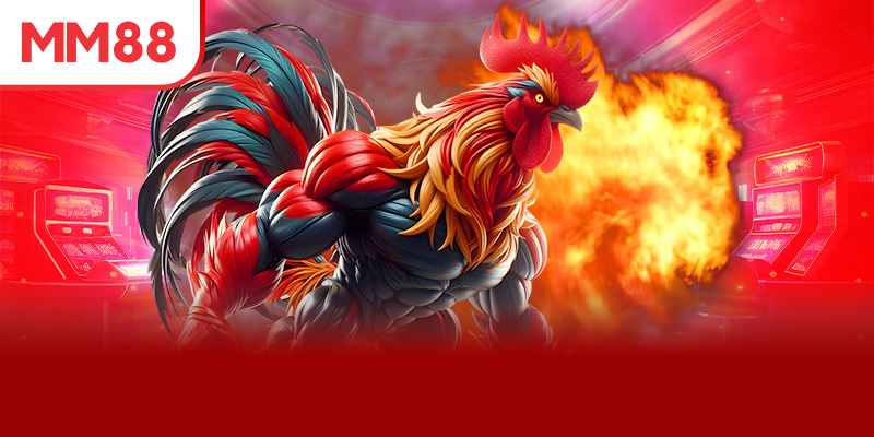 Điều gì làm nên sức hút của đá gà Thomo live