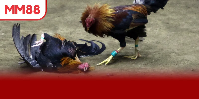 Tổng hợp 3 trang đá gà uy tín nổi bật nhất 2025