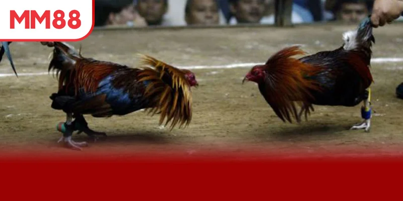 Các sảnh cược nên thử khi tham gia đá gà online