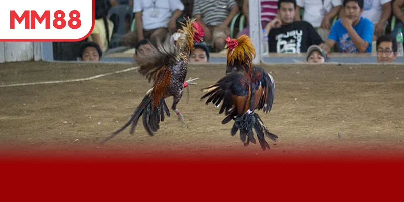 Chiến lược đỉnh cao chiến thắng trận đấu chọi gà